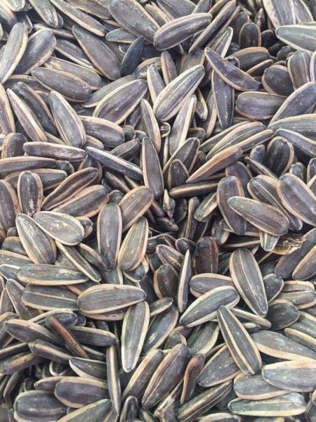 بزر عباد الشمس مع ملح